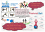 postural ball